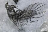 Double Spiny Quadrops Trilobite Specimen - Ofaten, Morocco #255575-4